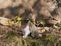 -狼山风景名胜区