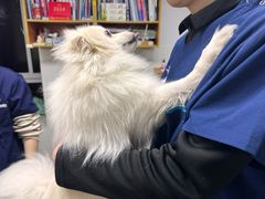 -爱侣宠医·鹦鹉专科·小型哺乳类·异宠专科(灵石路店)