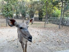 -清迈夜间动物园