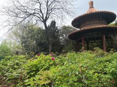-西苑公园