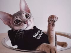 -猫十亿·布偶金渐层·曼基康矮脚猫舍(青年路店)