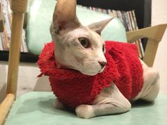 -猫色咖啡·猫咖