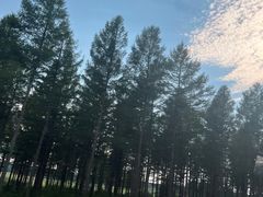 -塞罕坝国家级自然保护区