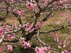-南汇桃花村