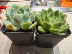 -海底捞火锅(高新万达店)