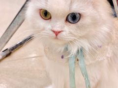 -共舞时光猫咖·狗咖(新街口店)