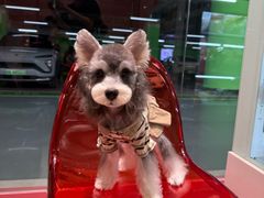 -FAELING PETS美天灵宠物(合生汇店)