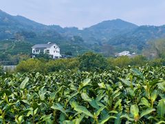 -龙井壹号·茶缘山景宴(龙井村店)