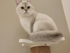 -猫域·湾主题猫咖·宠物吧(南坪城市广场店)