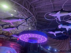 -烟台海昌鲸鲨海洋公园