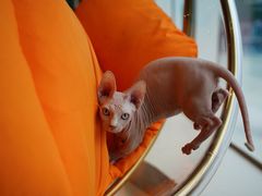 -飞行喵MR PILOT|猫舍·猫咖(静安大融城店)
