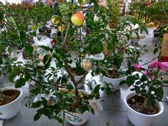 -沈阳国际会展中心管理有限公司