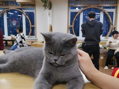 -猫和宫(六道口店)
