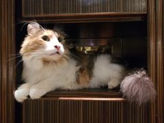 -more than meow吴止猫主题餐厅(承德 中船汇店)