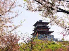 -古柏渡丰乐樱花园