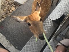 -清迈夜间动物园