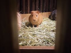 -藦茜花园宠物主题亲子互动体验馆(国顺东路店)