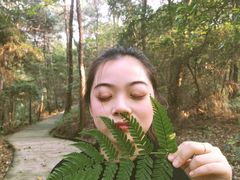 -铁山坪森林公园