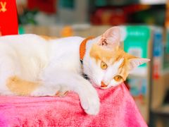 -莞翟蔴茶王(东莞记忆店)