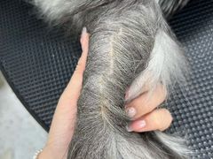 -唐小姐の猫狗洗护·购宠旗舰店(周浦万达店)