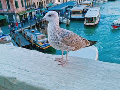 -圣马尔谷圣殿宗主教座堂