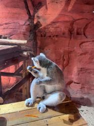 -Zoolung Zoolung动物主题公园(海信广场店)