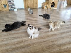 -猫的茶·猫咖
