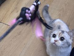 -Meowの猫咖(万家丽店)