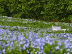 -花开海上生态园