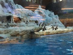 -帝企鹅自助餐厅•儿童岛•真企鹅(长隆企鹅酒店)