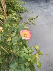 -宝生月子中心(独栋园林·福田店)