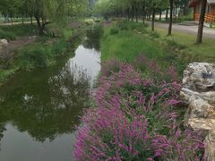-东郊湿地公园