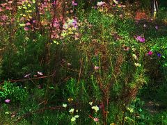 -永定河休闲森林公园