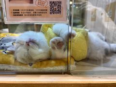 -屋虎猫馆(宝安大仟里店)