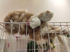 -藏猫猫咖啡主题馆(中央大道店)