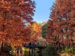 -上海海湾国家森林公园