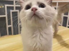 -猫にゃん · 猫的隐藏屋猫咖(麦地旗舰店)