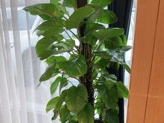 -解家河南菜(商鼎路店)