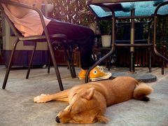 -柴犬高等学院·狗咖·柴犬售卖·宠物训练