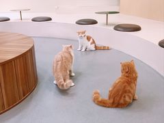 -飞行喵MR PILOT|猫舍·猫咖(静安大融城店)