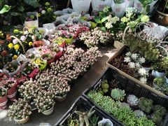 -宝鸡东道花鸟鱼虫市场(吉利花园商场店)