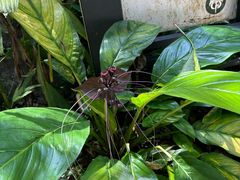 -槟城植物园