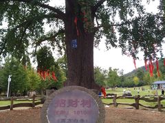 -千年银杏谷文化旅游区