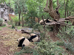 -卧龙中华大熊猫苑神树坪基地