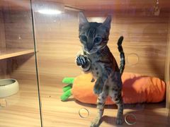 -喵百万·布偶·蓝金金渐层英短·猫舍(百子湾店)