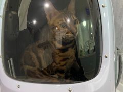 -纳吉亚猫专科动物医院·北北分院