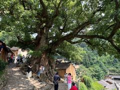-杨家堂村