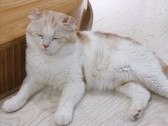 -猫和宫(六道口店)