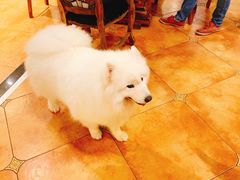 -more than meow吴止猫主题餐厅(承德 中船汇店)