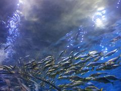 -华夏文旅海洋公园